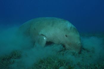 Dugong, Marsa Alam, Egypt. Taken with Nikon D100 & 20mm lens by David Stephens 